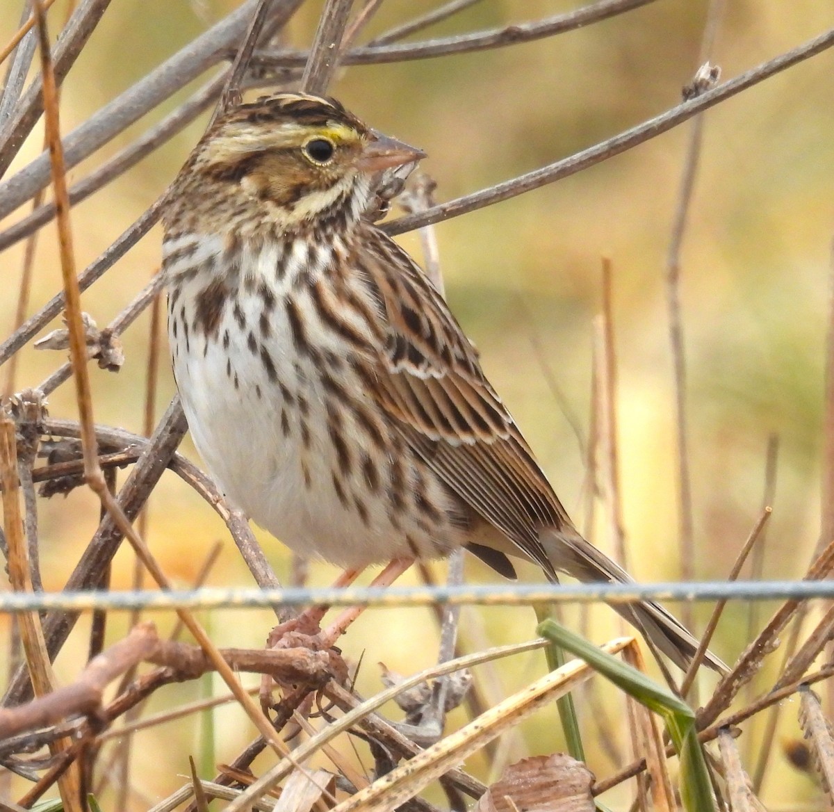 Savannah Sparrow (Savannah) - ML647447492