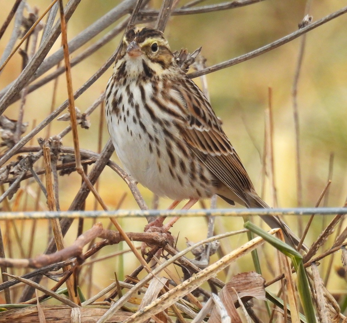 Savannah Sparrow (Savannah) - ML647447493