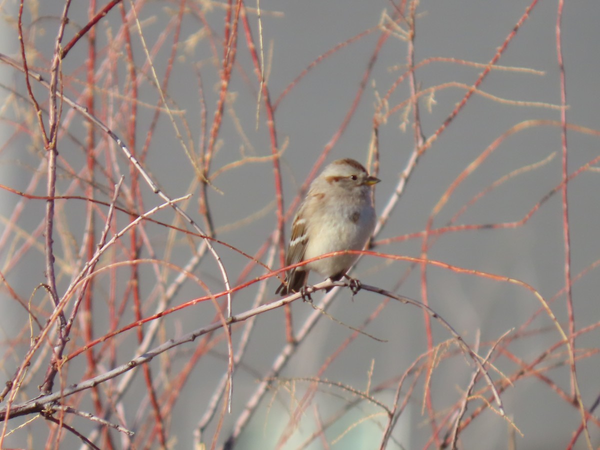 American Tree Sparrow - ML647447541