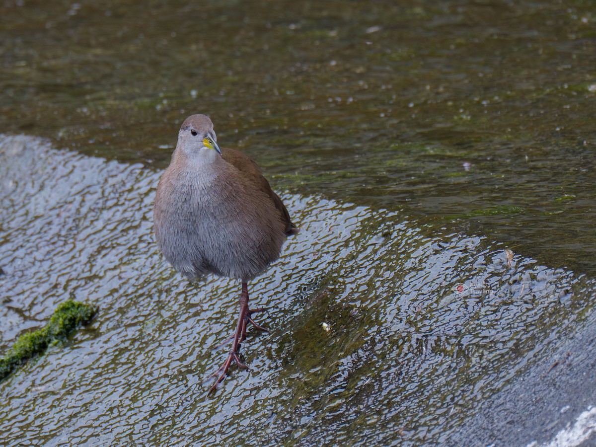 Brown Crake - ML647447544