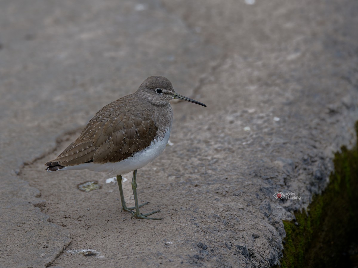 Green Sandpiper - ML647447548