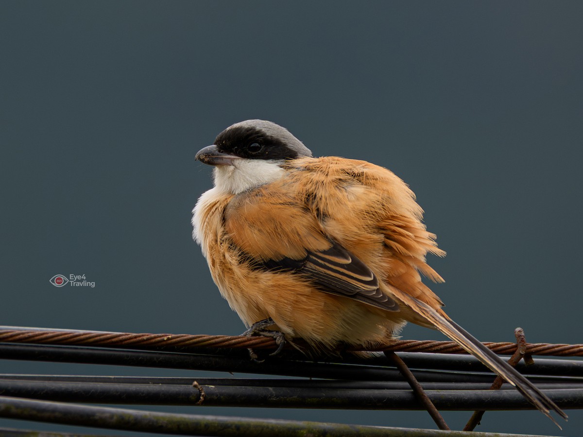 Long-tailed Shrike - ML647447555
