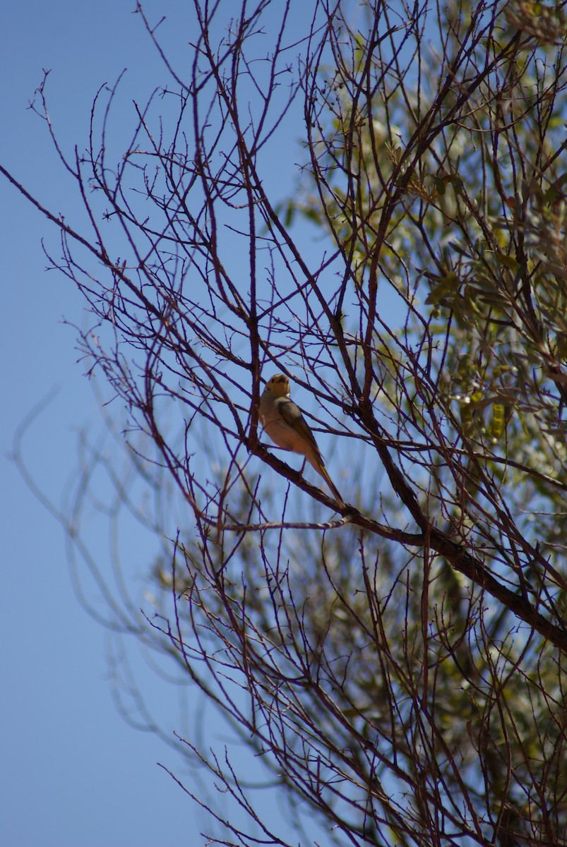 White-plumed Honeyeater - ML647447556