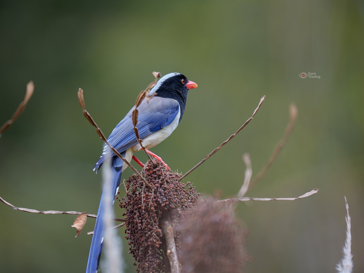 Red-billed Blue-Magpie - ML647447560
