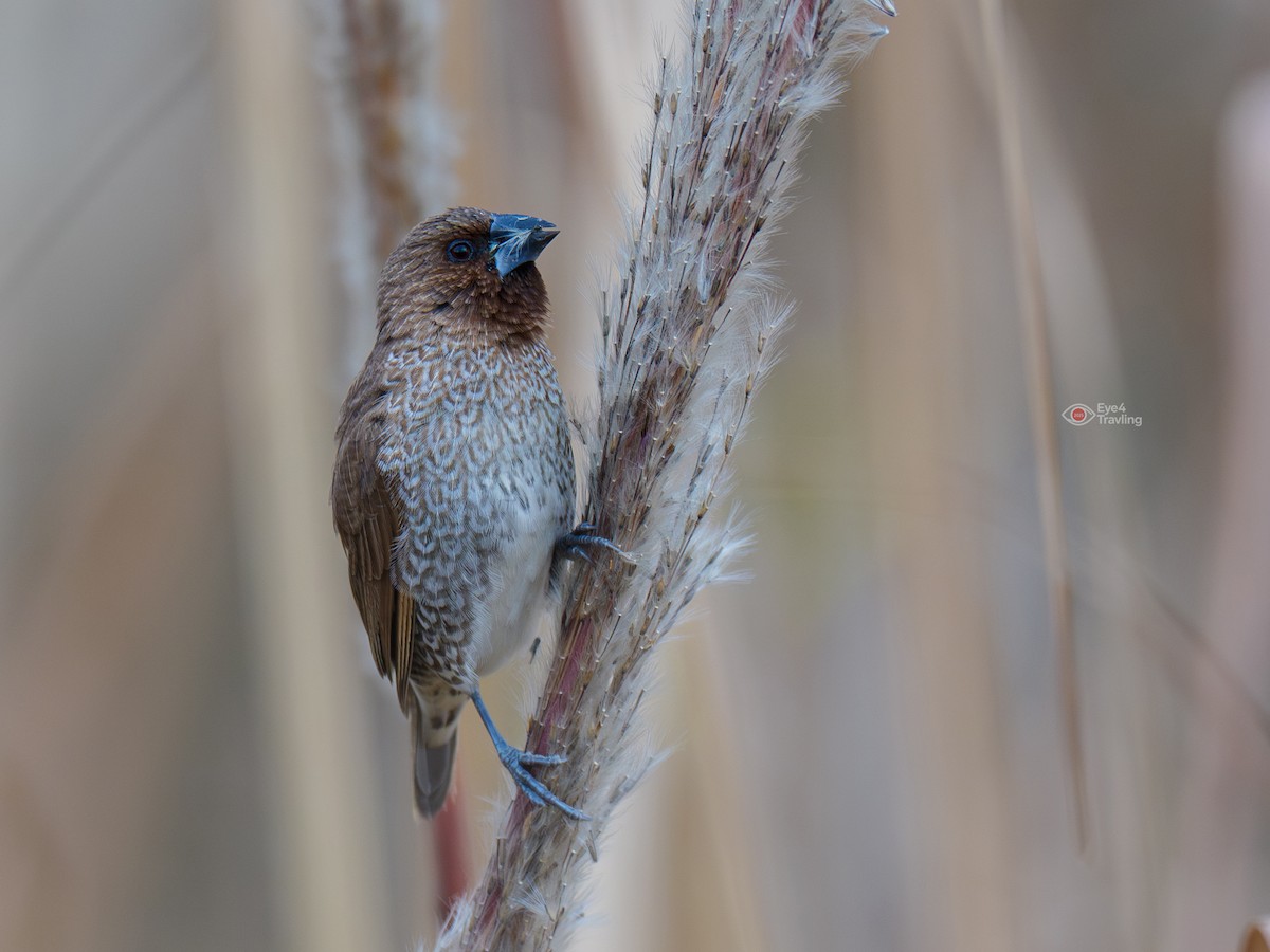 Scaly-breasted Munia - ML647447561