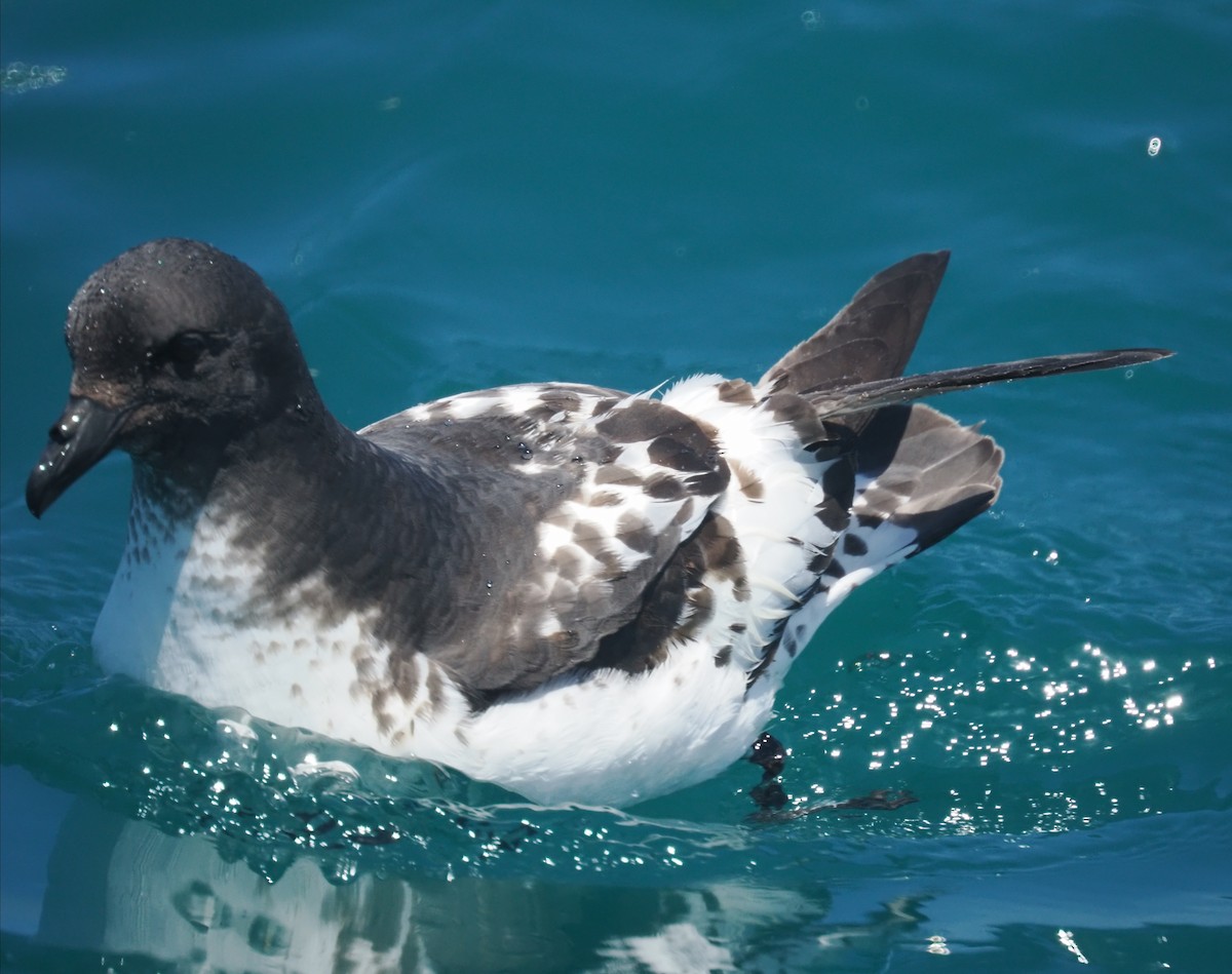 Pintado Petrel (Snares) - ML647447563