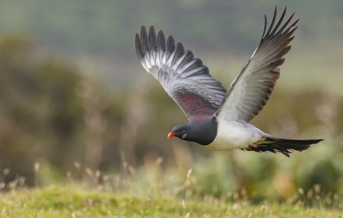 chathamdue - ML647447565