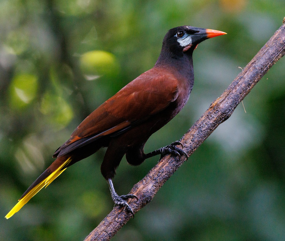 Montezuma Oropendola - ML647447567