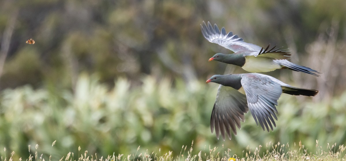 chathamdue - ML647447569