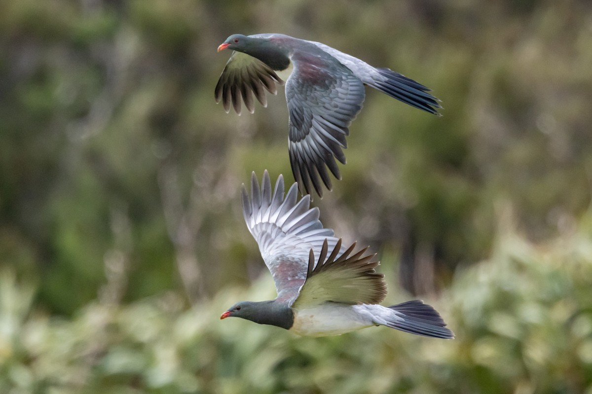 chathamdue - ML647447570