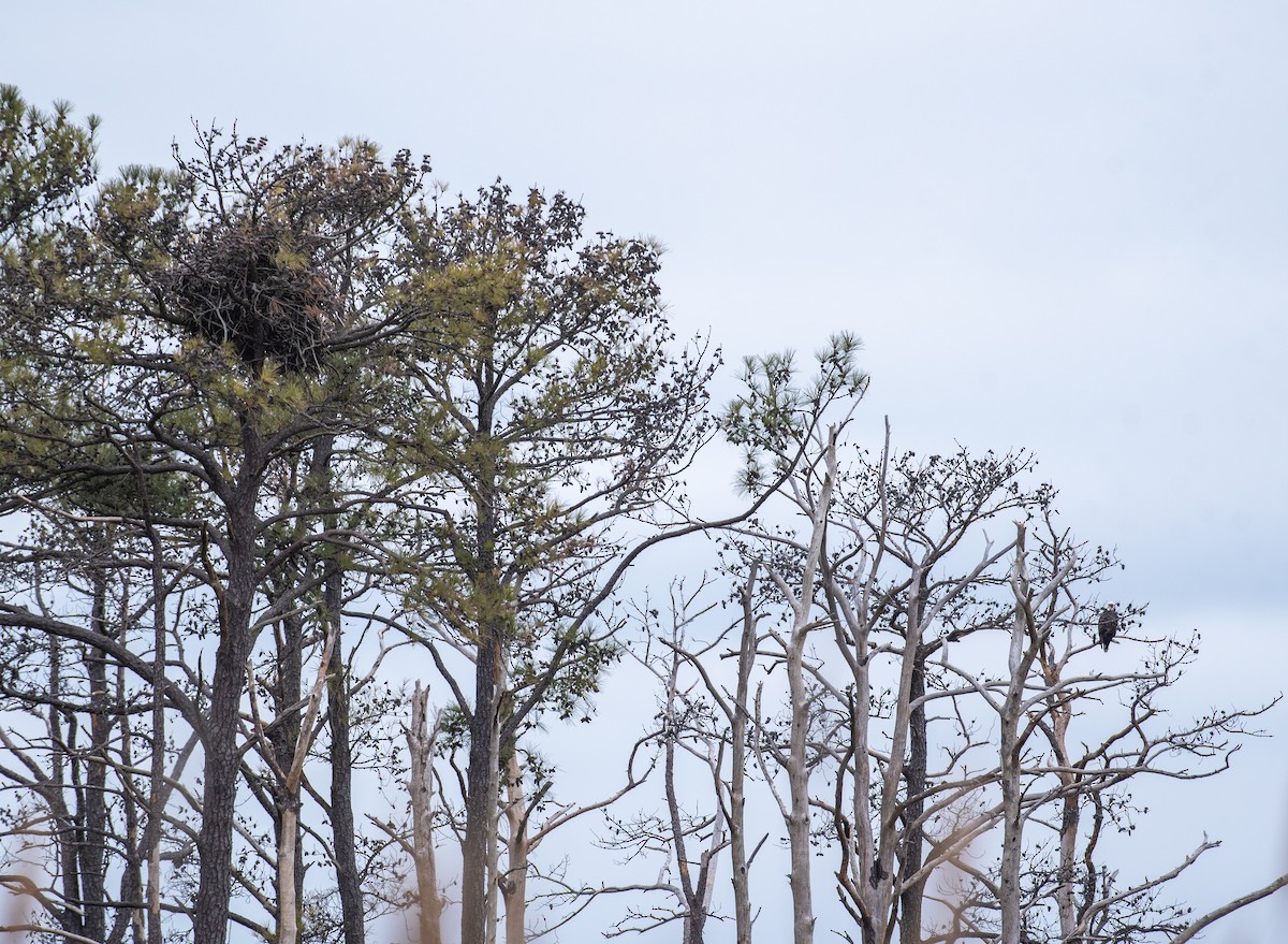 Bald Eagle - ML647447575