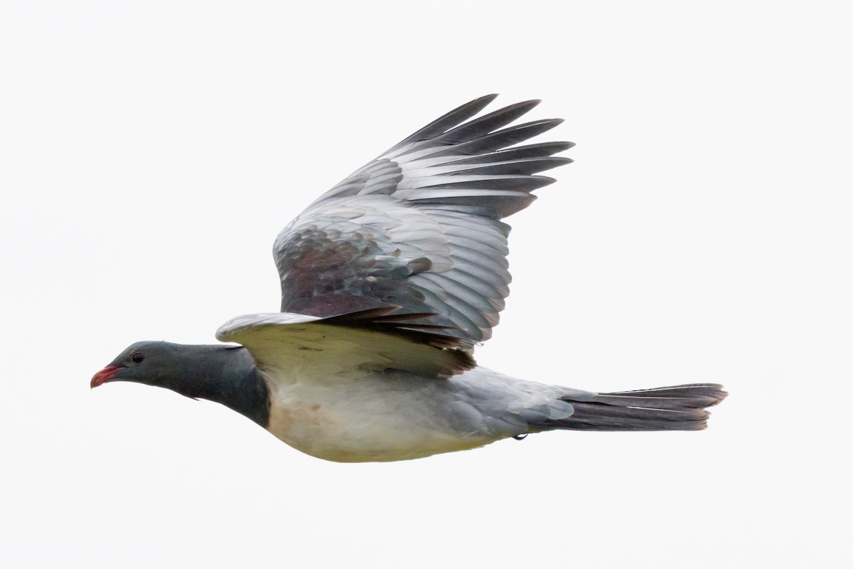 chathamdue - ML647447580