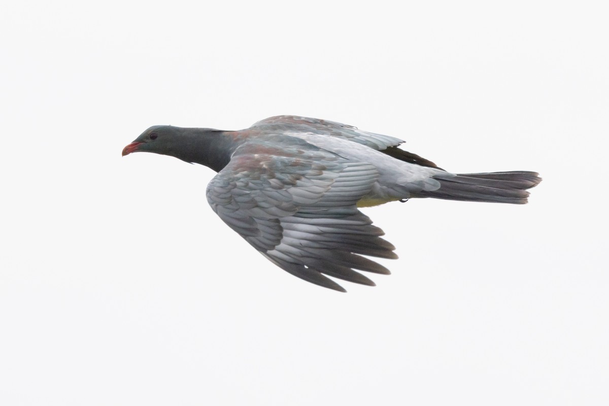 chathamdue - ML647447581