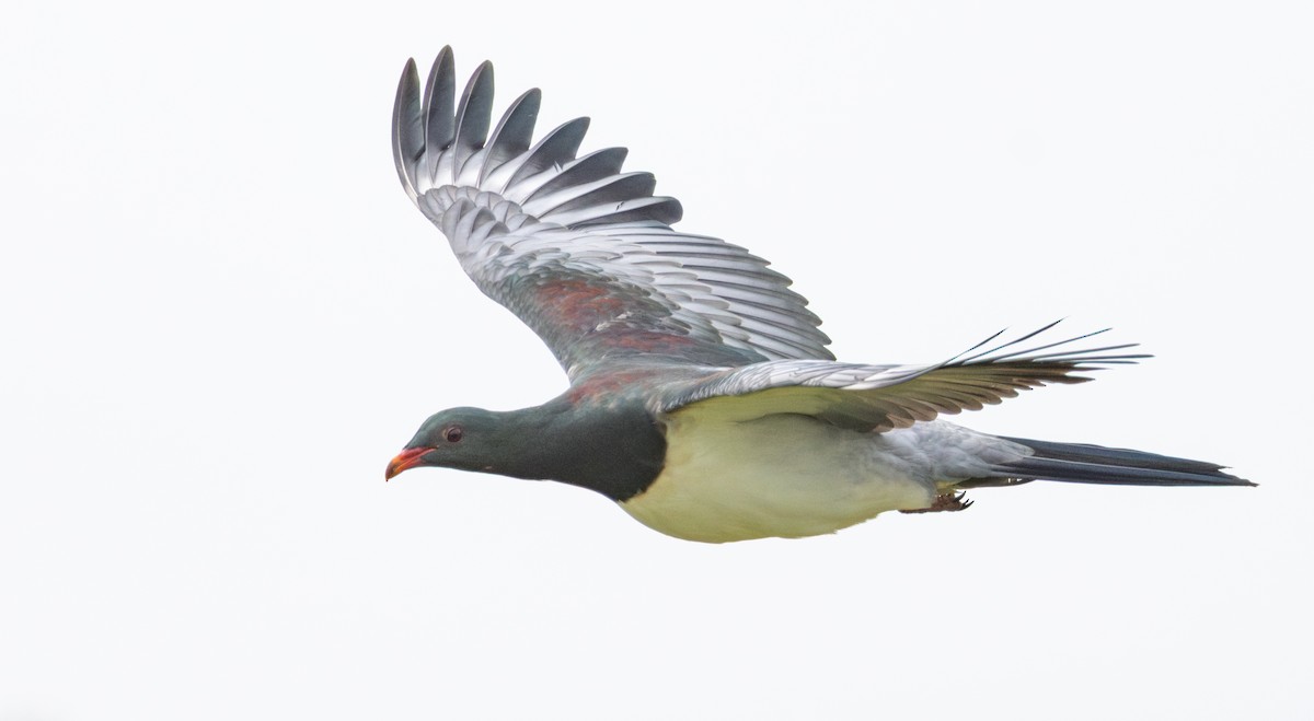 chathamdue - ML647447582