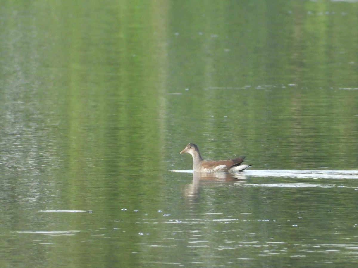 Курочка латиноамериканська - ML647447583