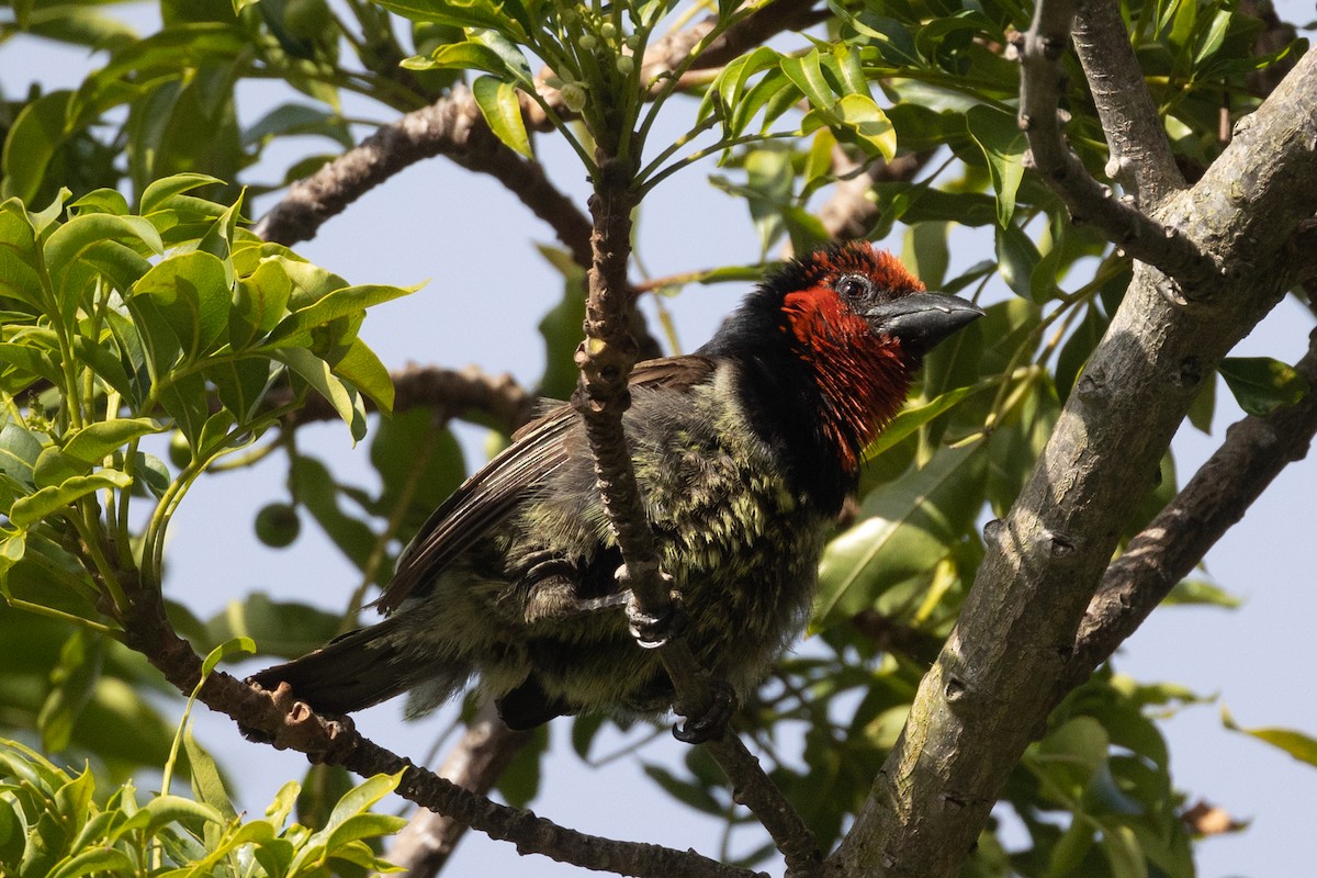 Лібія чорношия - ML647447584