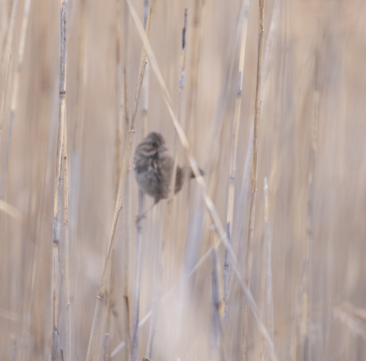 Song Sparrow - ML647447586