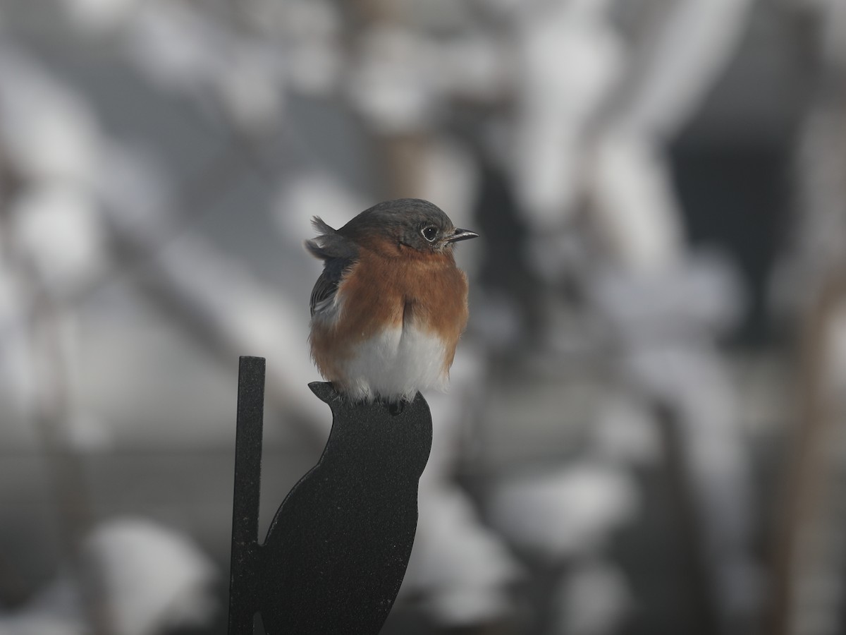 Eastern Bluebird - ML647447588