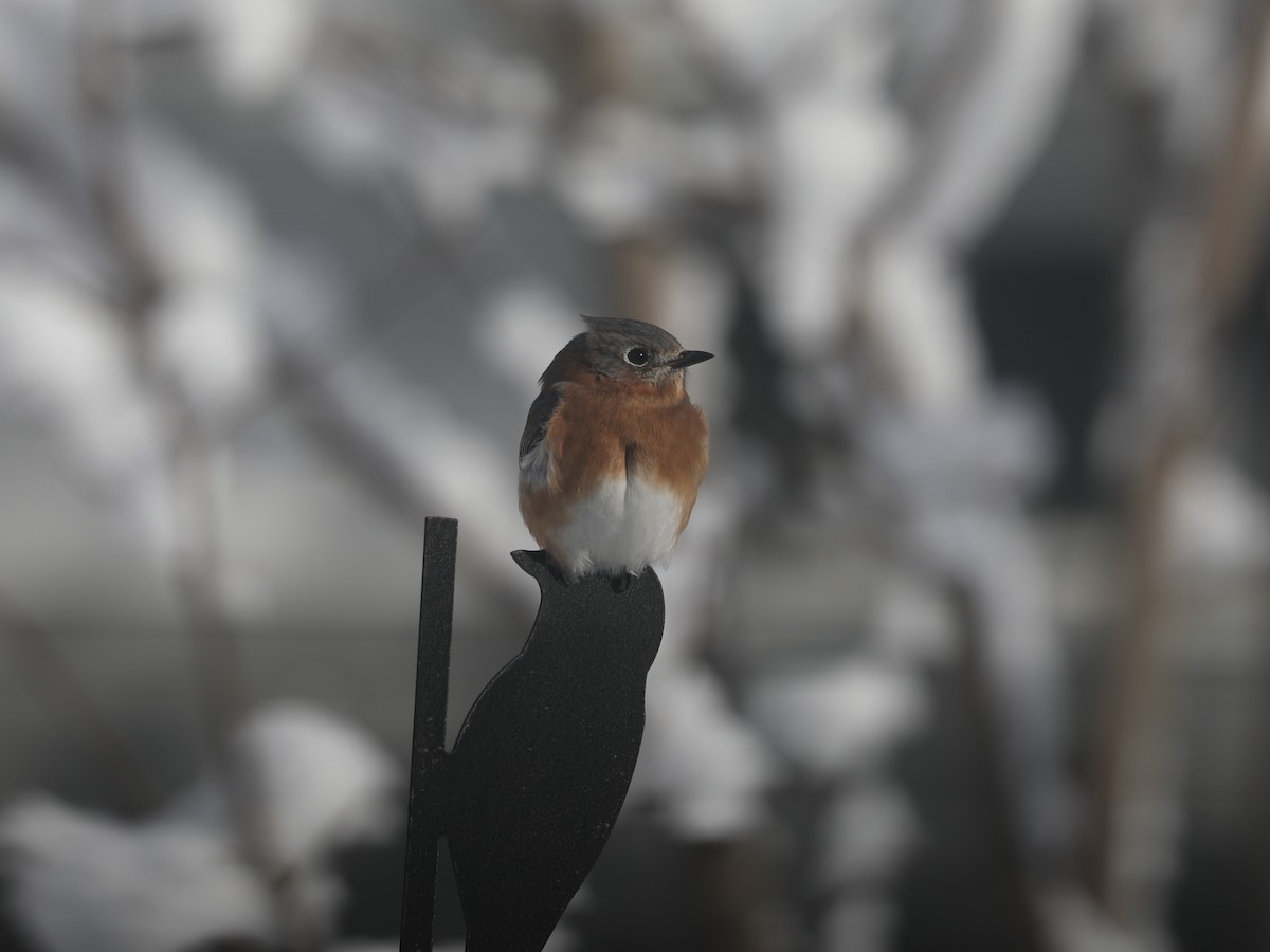 Eastern Bluebird - ML647447589