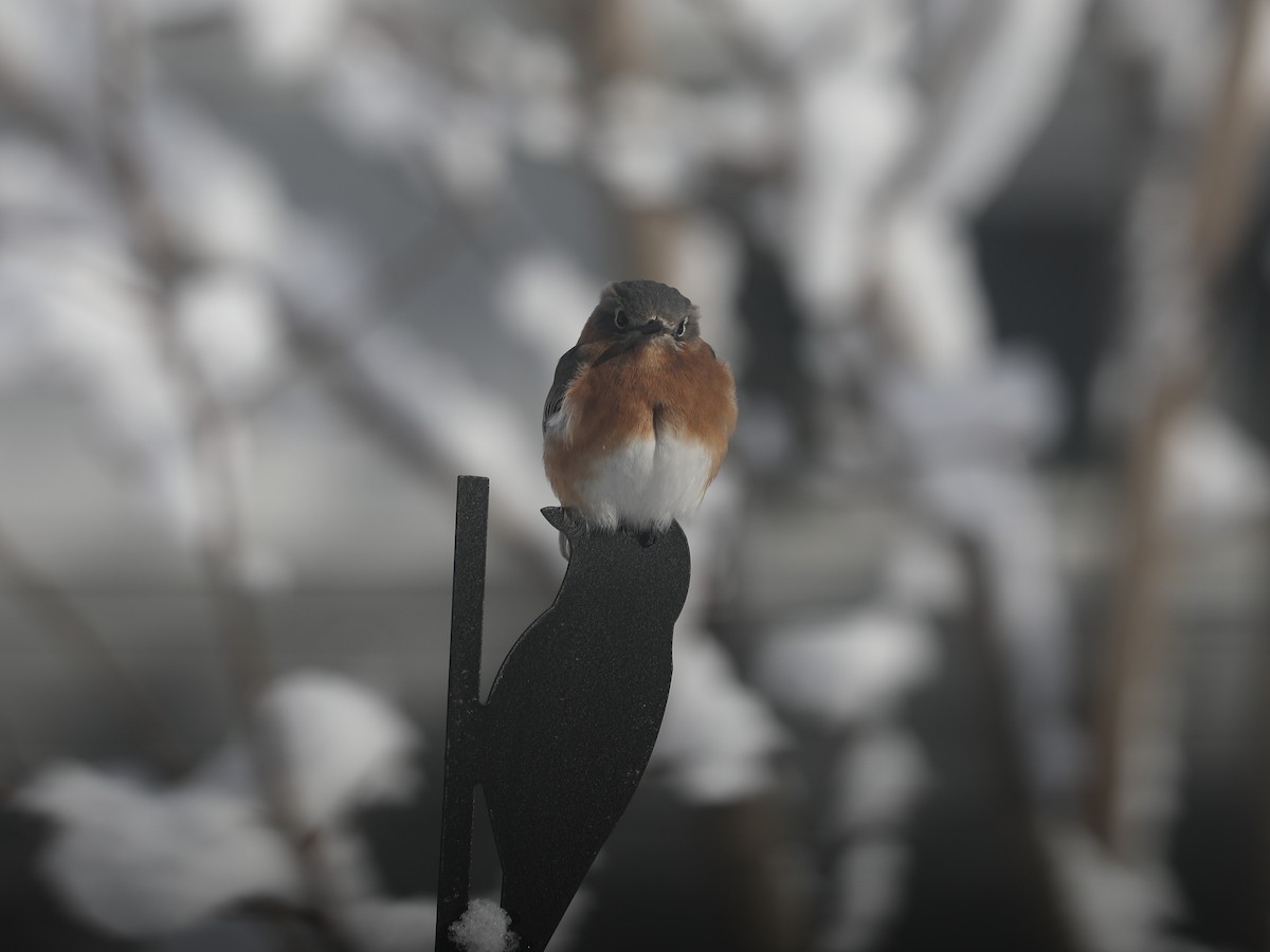 Eastern Bluebird - ML647447590