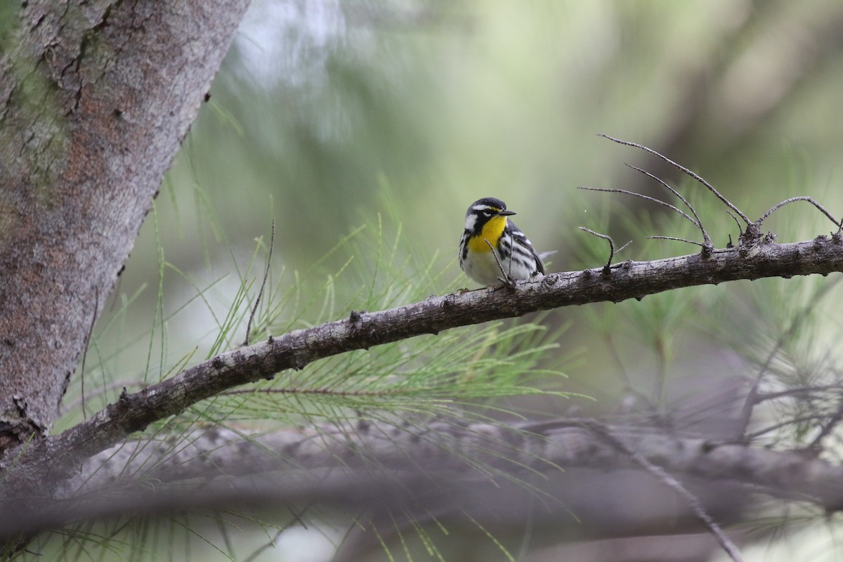 キノドアメリカムシクイ - ML647447595