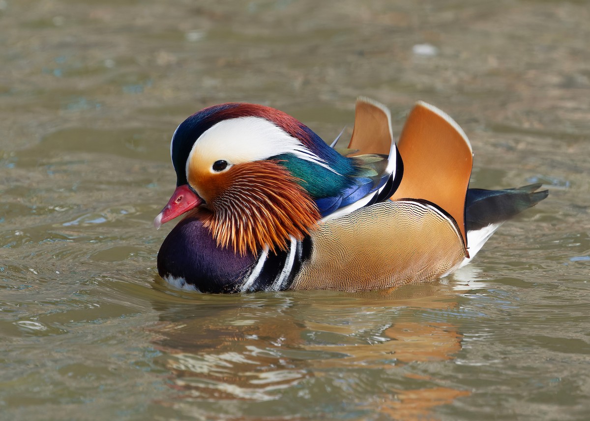 Mandarinente - ML647447610