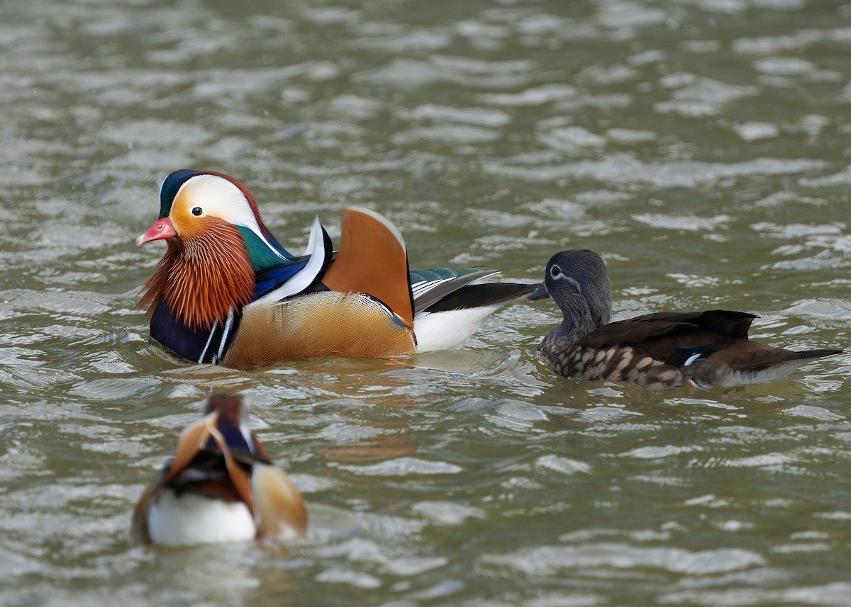 Mandarinente - ML647447611