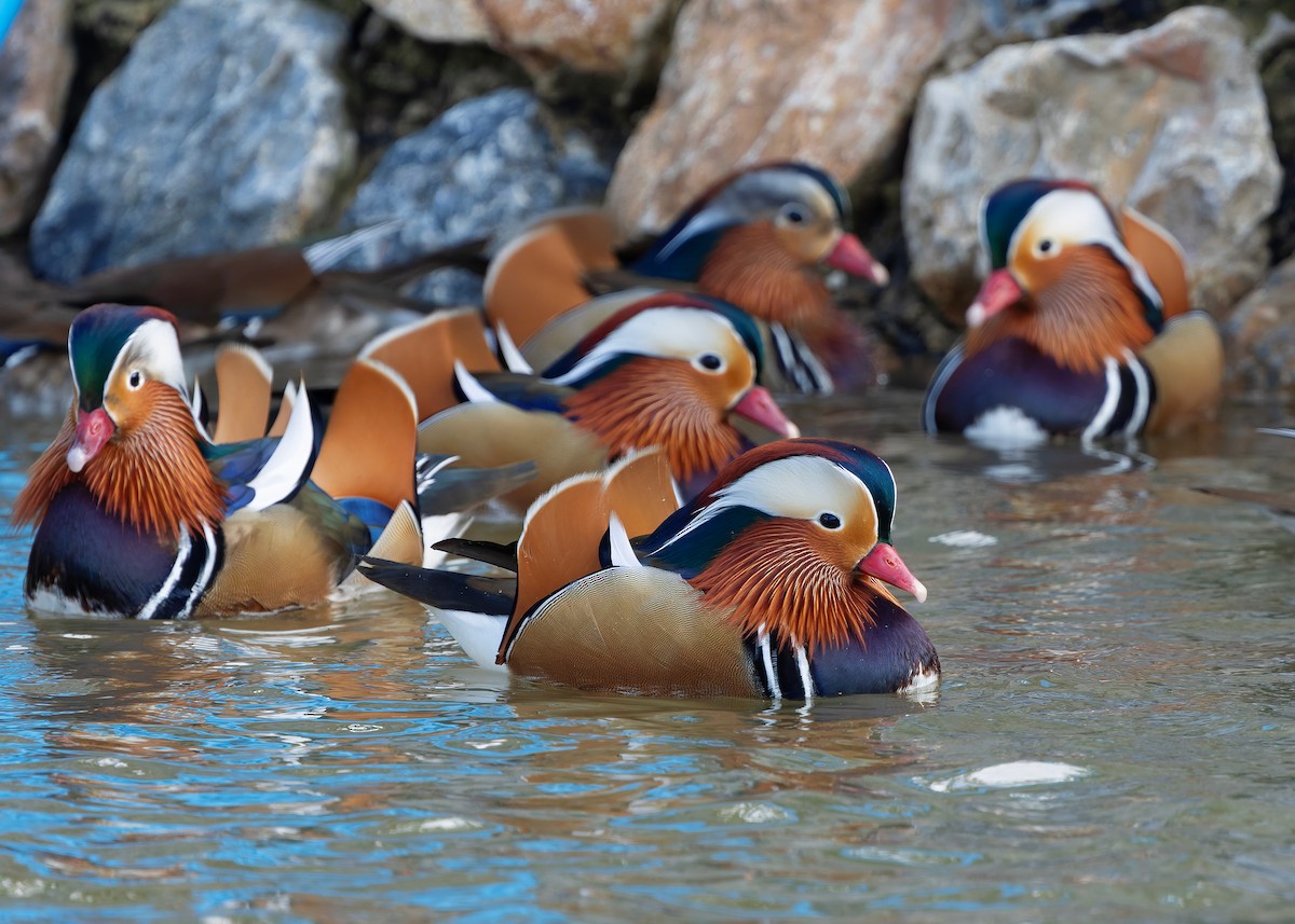 Mandarinente - ML647447613