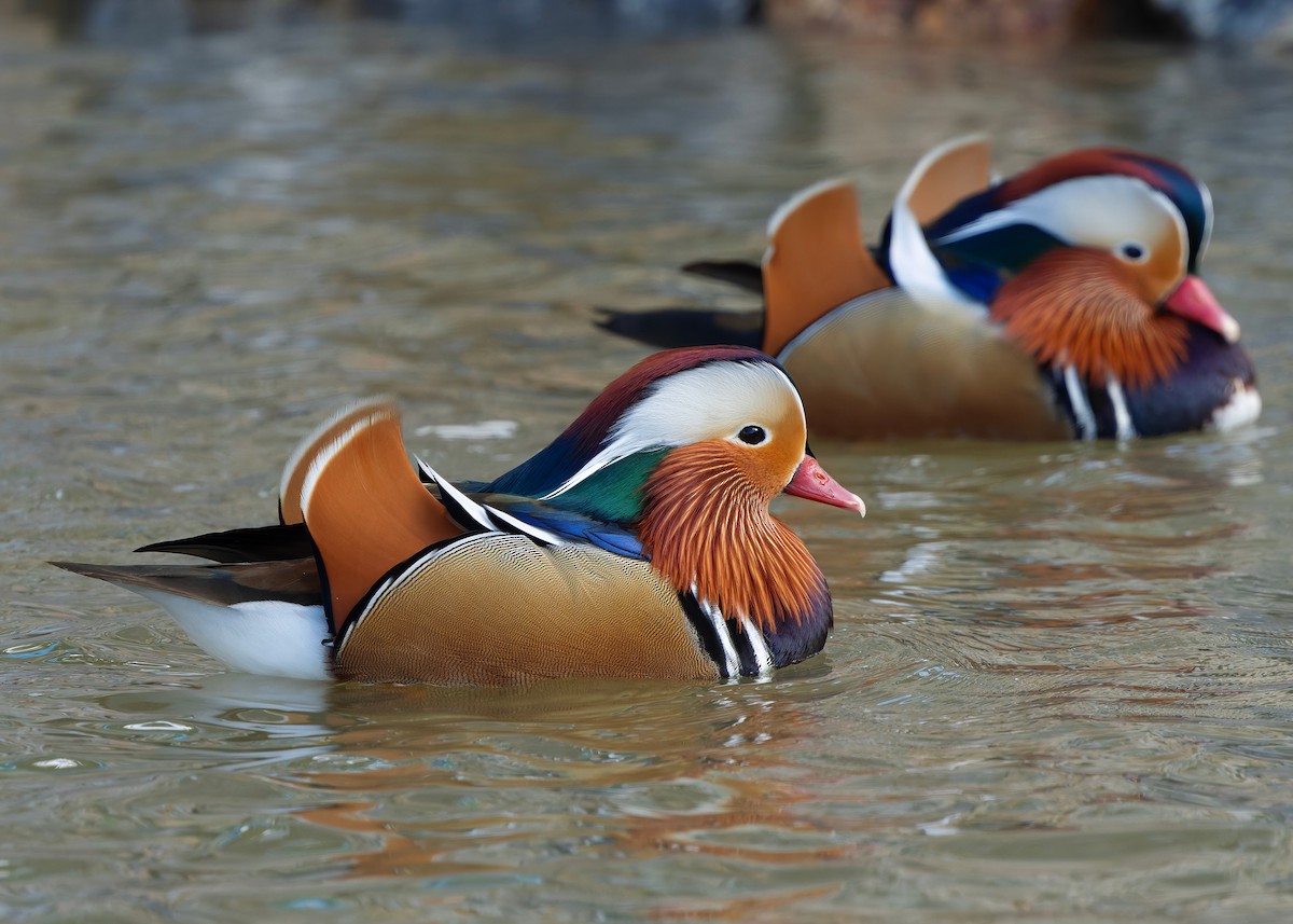 Mandarinente - ML647447616