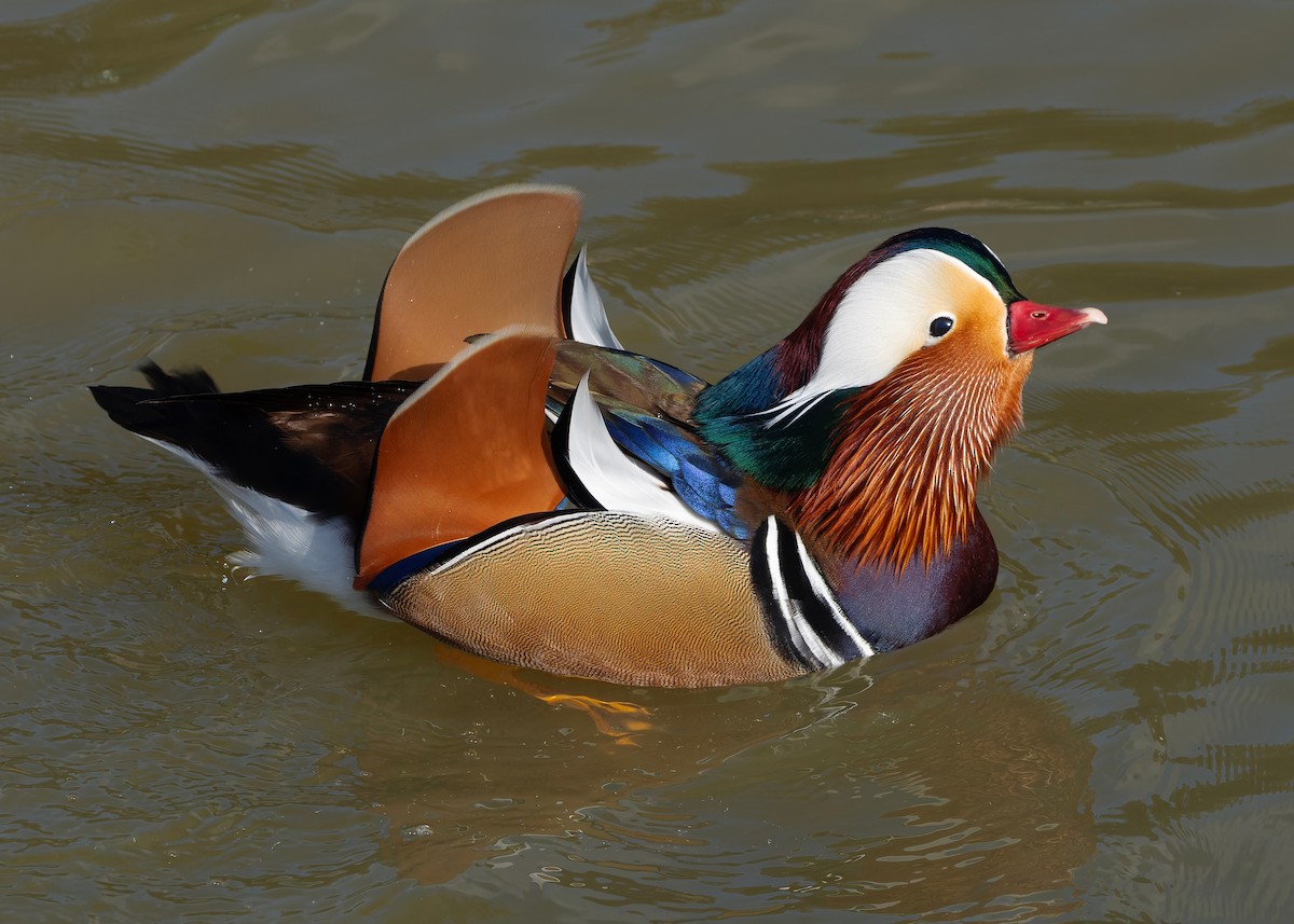 Mandarinente - ML647447617