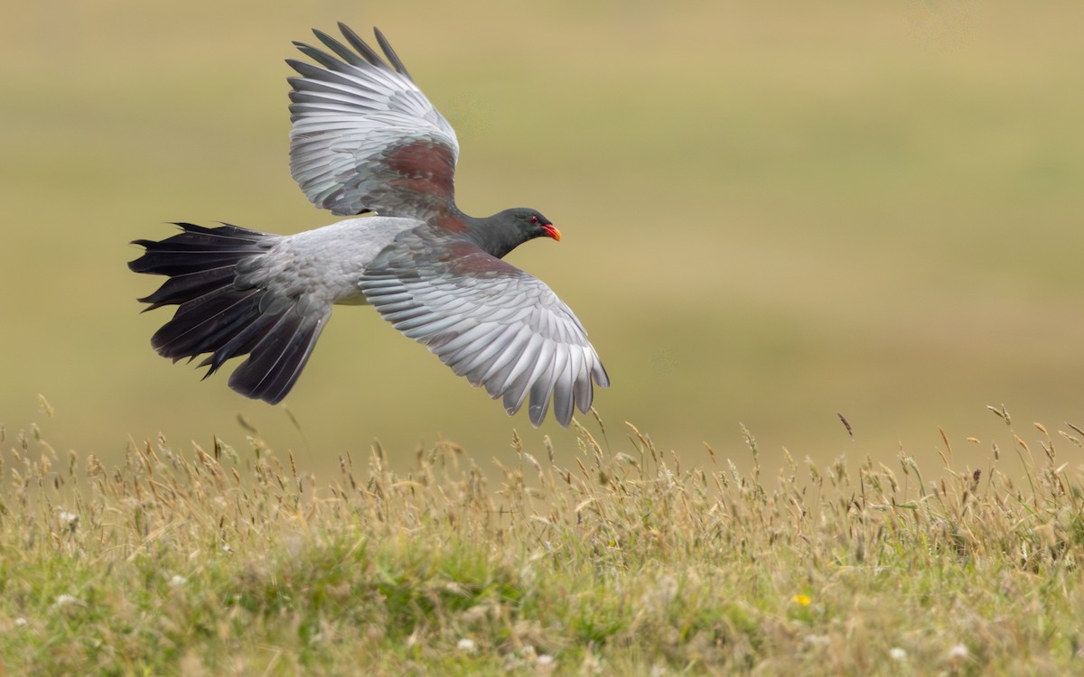 chathamdue - ML647447623