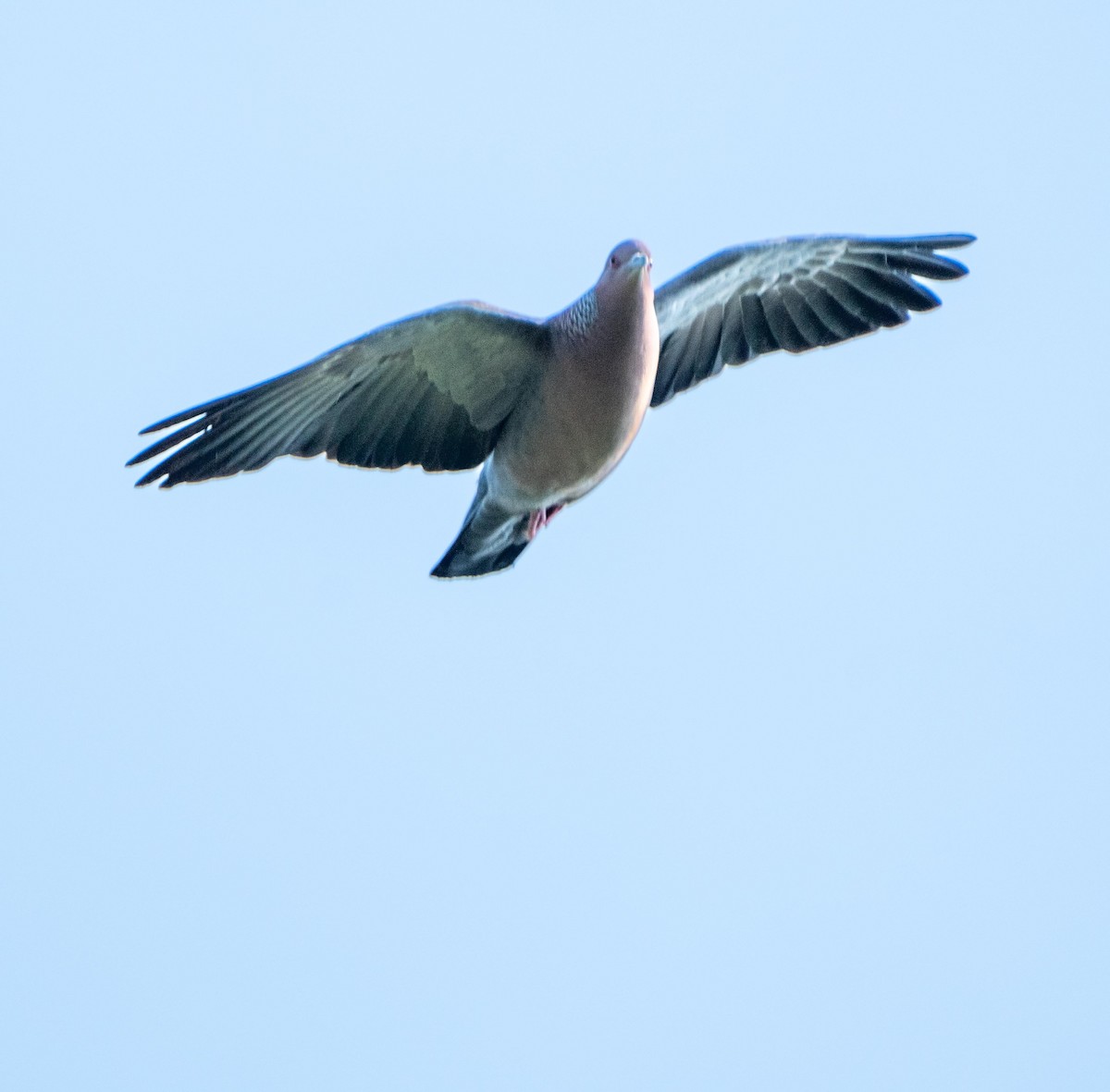 Picazuro Pigeon - ML647447626