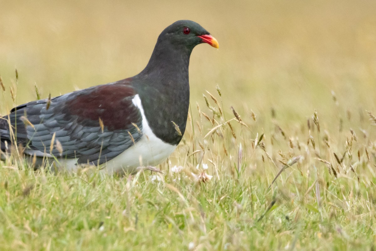 chathamdue - ML647447640