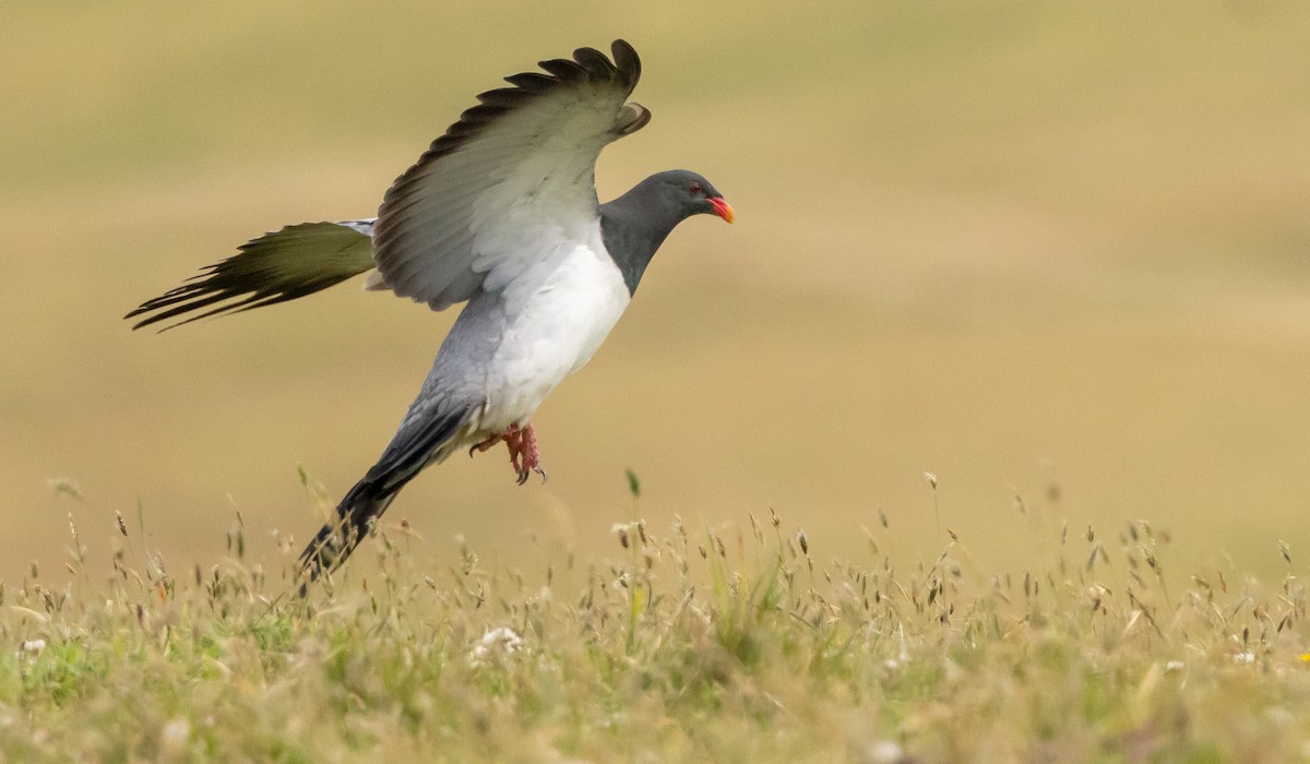 chathamdue - ML647447641