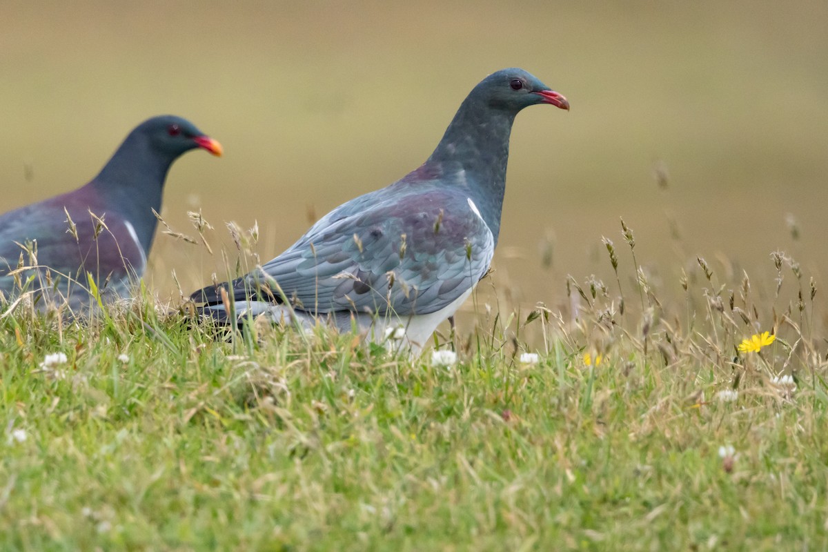 chathamdue - ML647447642