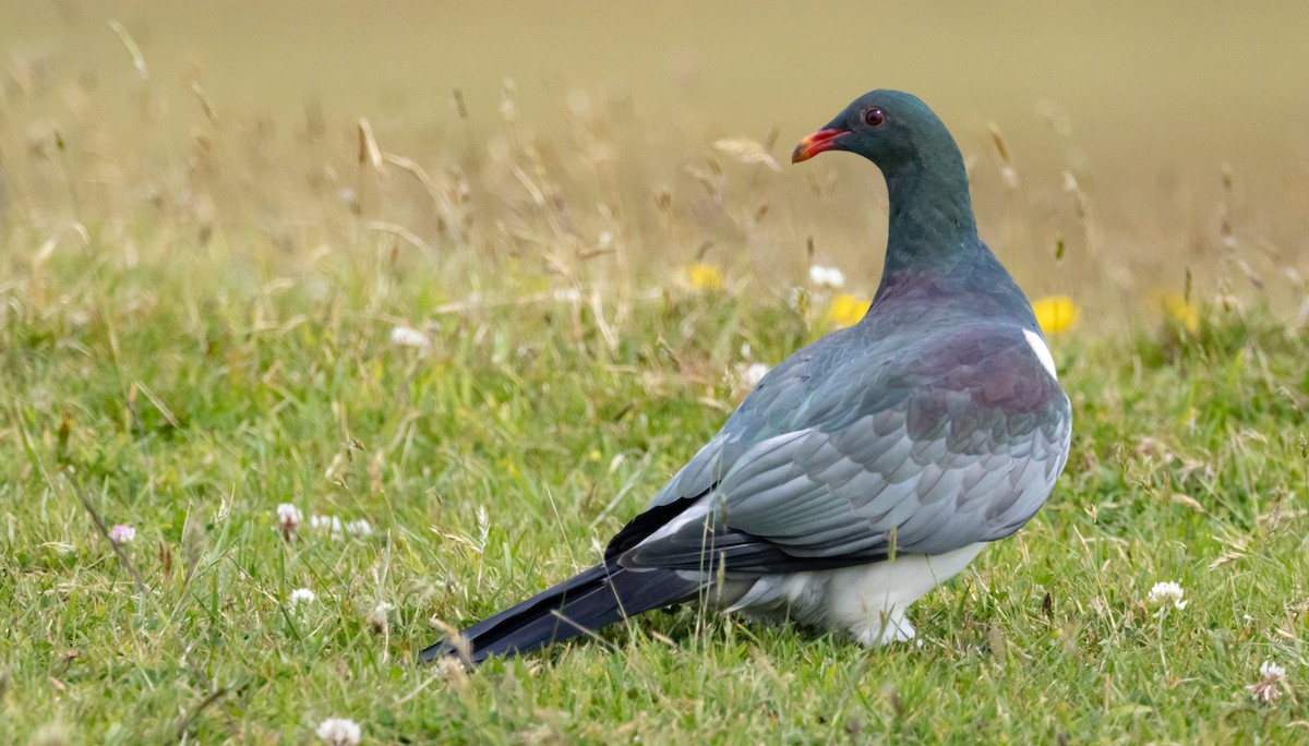 chathamdue - ML647447643