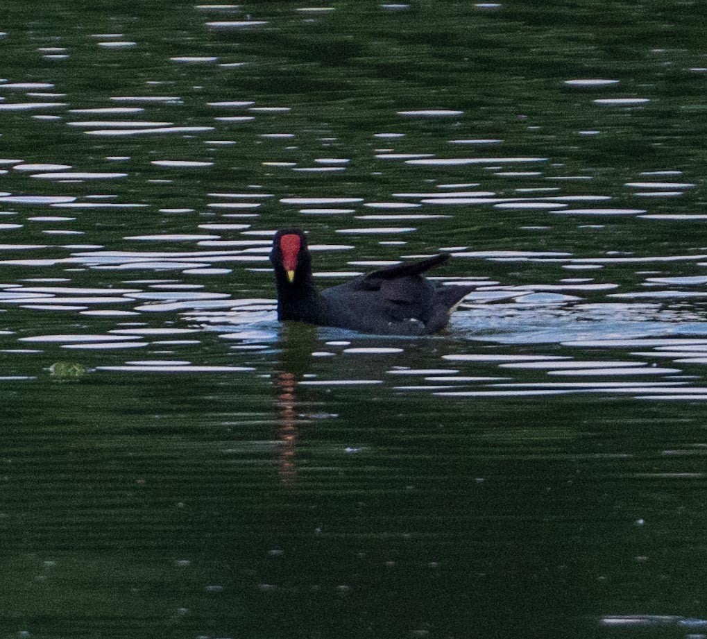 Курочка латиноамериканська - ML647447645