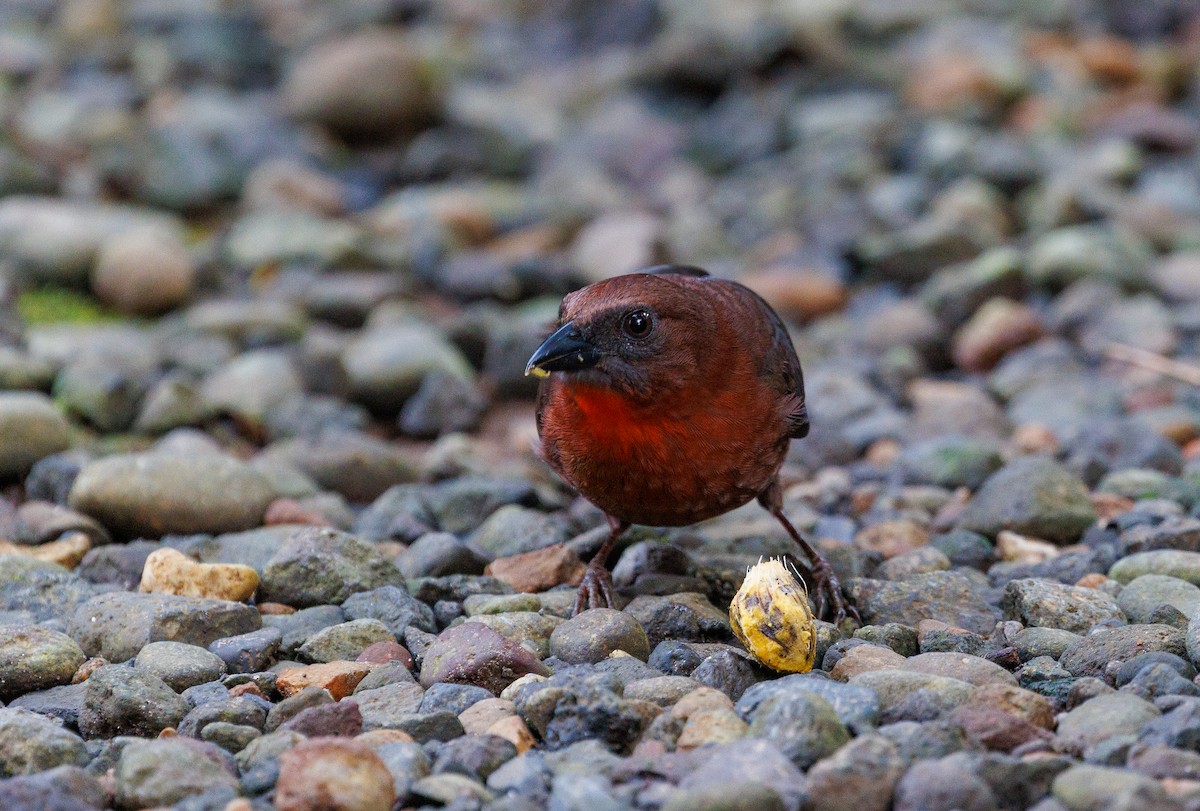 Red-throated Ant-Tanager - ML647447668