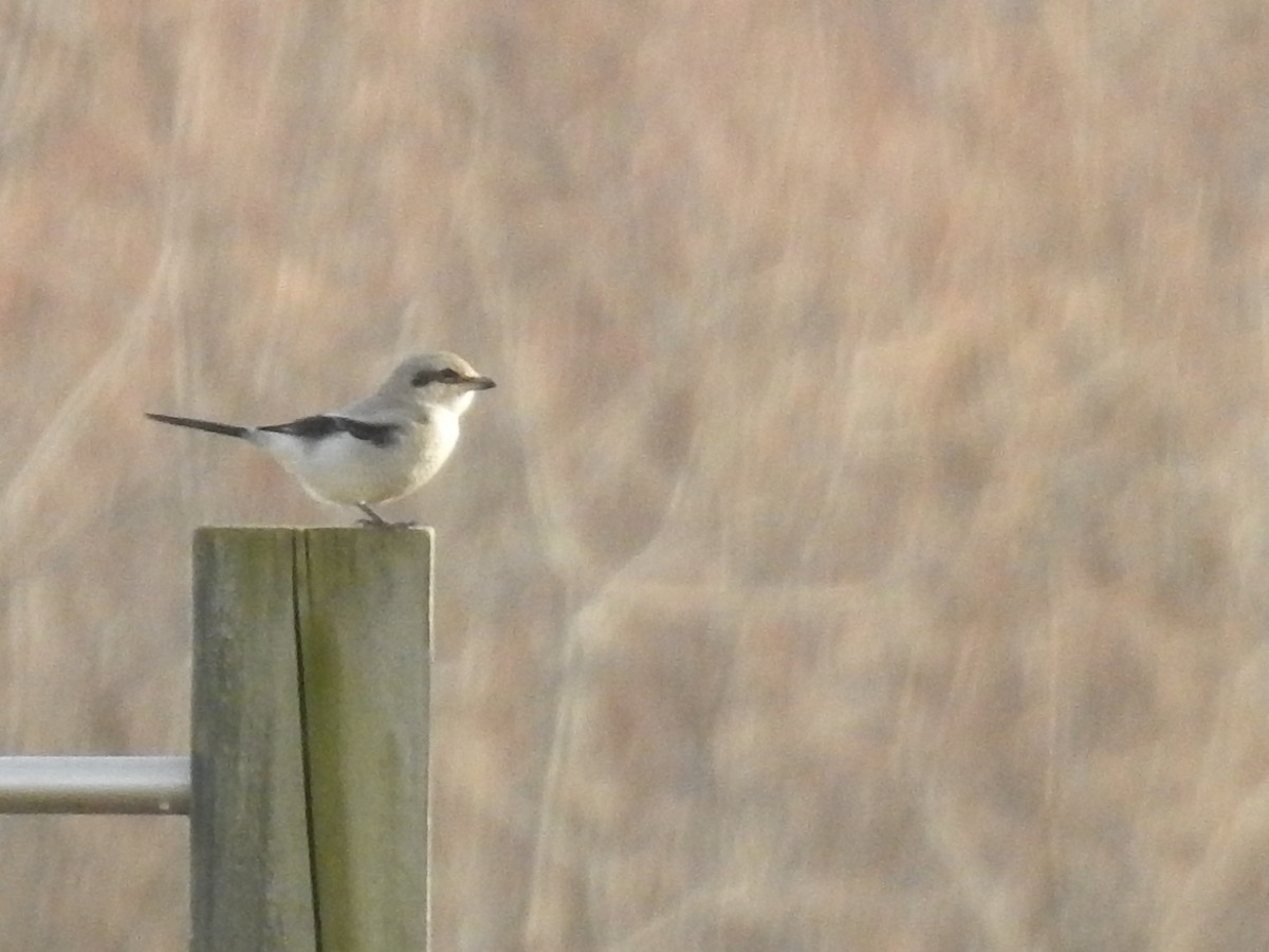 Alcaudón Boreal - ML647447669