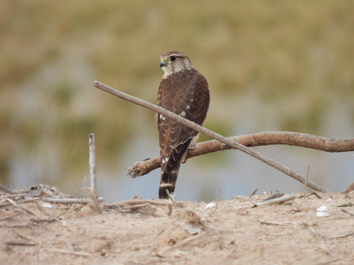 Merlin - ML647447699