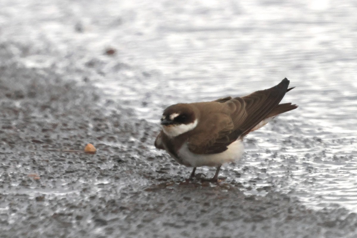 Banded Martin - ML647447703