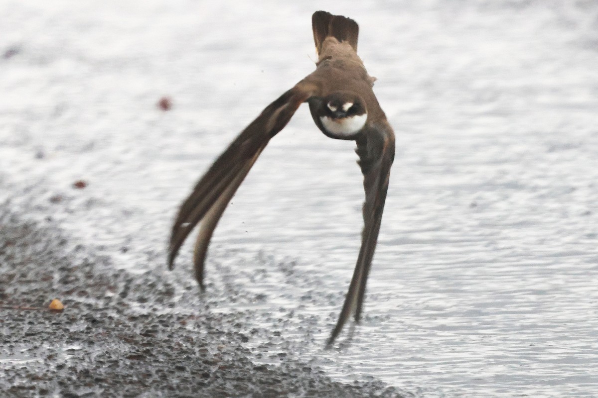 Banded Martin - ML647447704