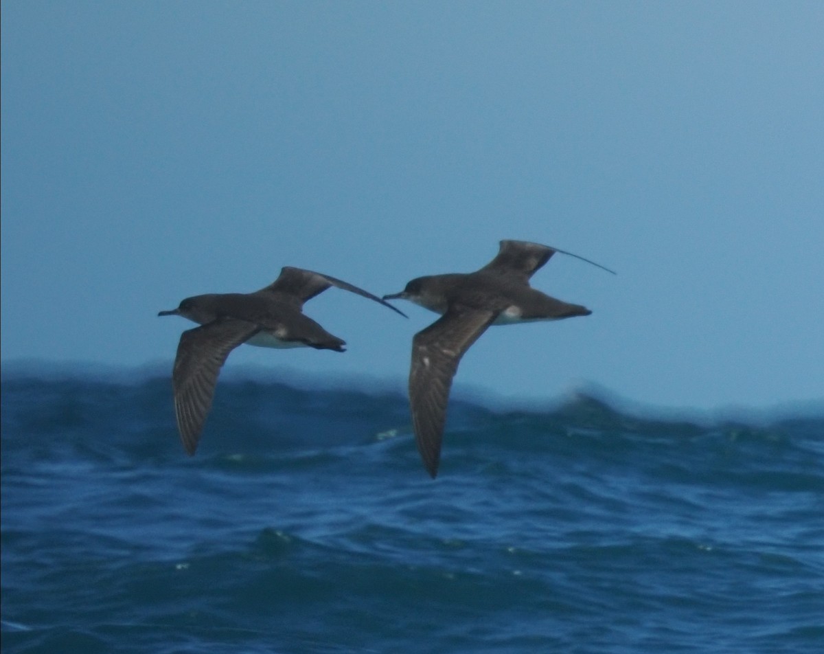 Hutton gabaia - ML647447708