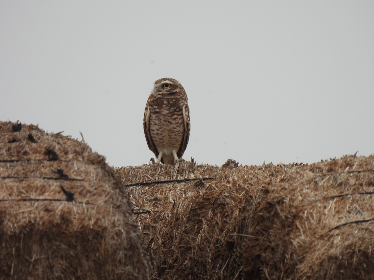 Burrowing Owl - ML647447719