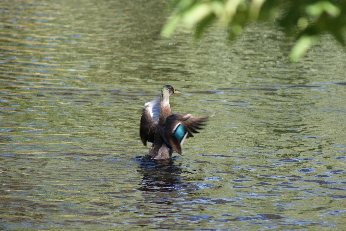 Basahatea - ML647447725