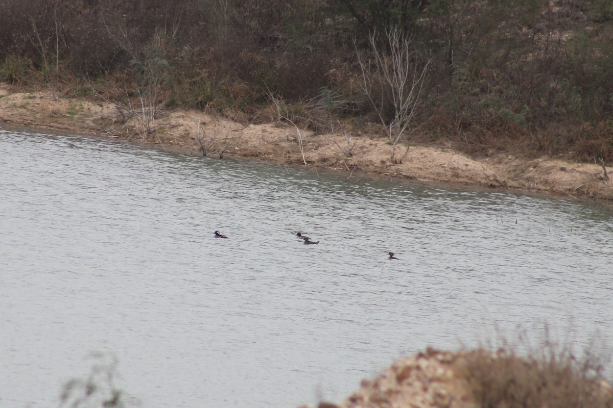 Капюшоновый крохаль - ML647447728