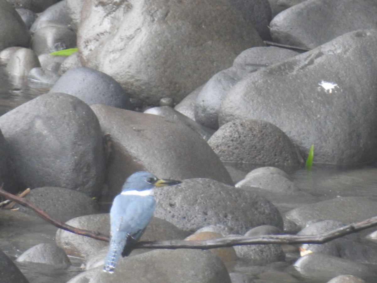 Ringed Kingfisher - ML647447733