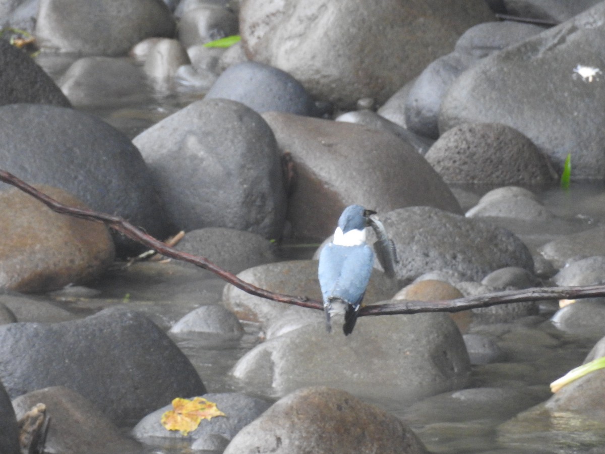 Ringed Kingfisher - ML647447734