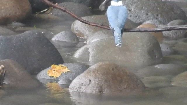 Рибалочка-чубань неотропічний - ML647447736