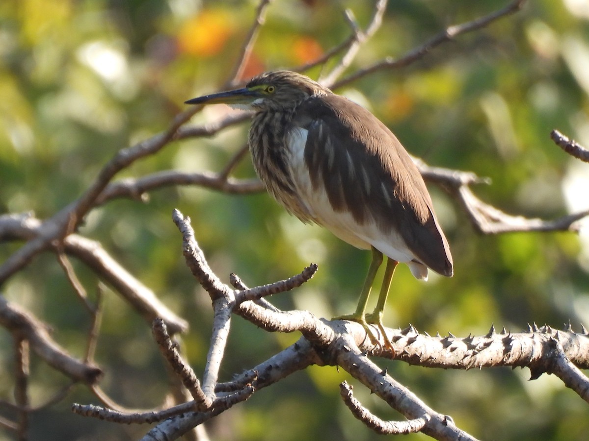 Indian Pond-Heron - ML647447765